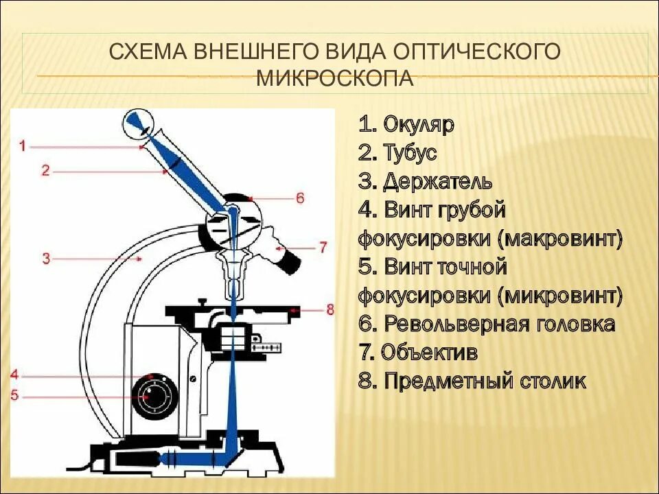 Какую функцию выполняет тубус в микроскопе. Устройство оптического микроскопа схема. Оптическая система микроскопа состоит. Световой микроскоп строение макровинт. Оптическая система микроскопа схема.