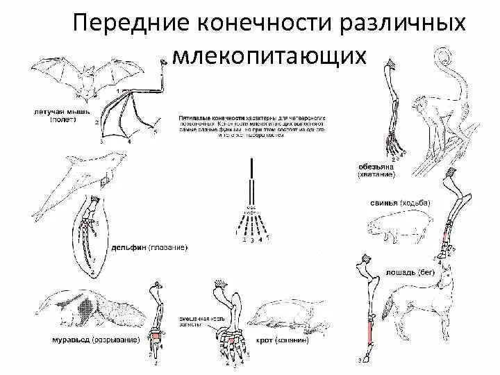 Конечности млекопитающих. Строение конечностей млекопитающих. Типы конечностей животных. Передние конечности млекопитающих.