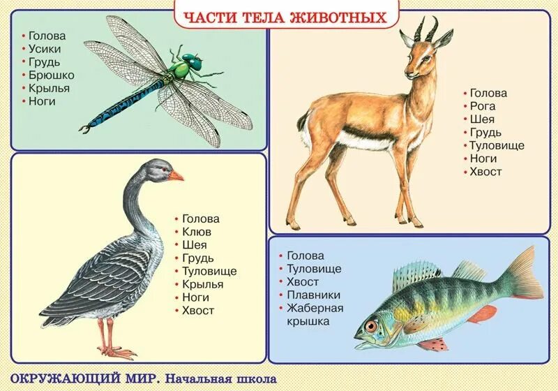 Части тела животного. Строение животных для детей. Строение тела зверей. Название частей тела животных.