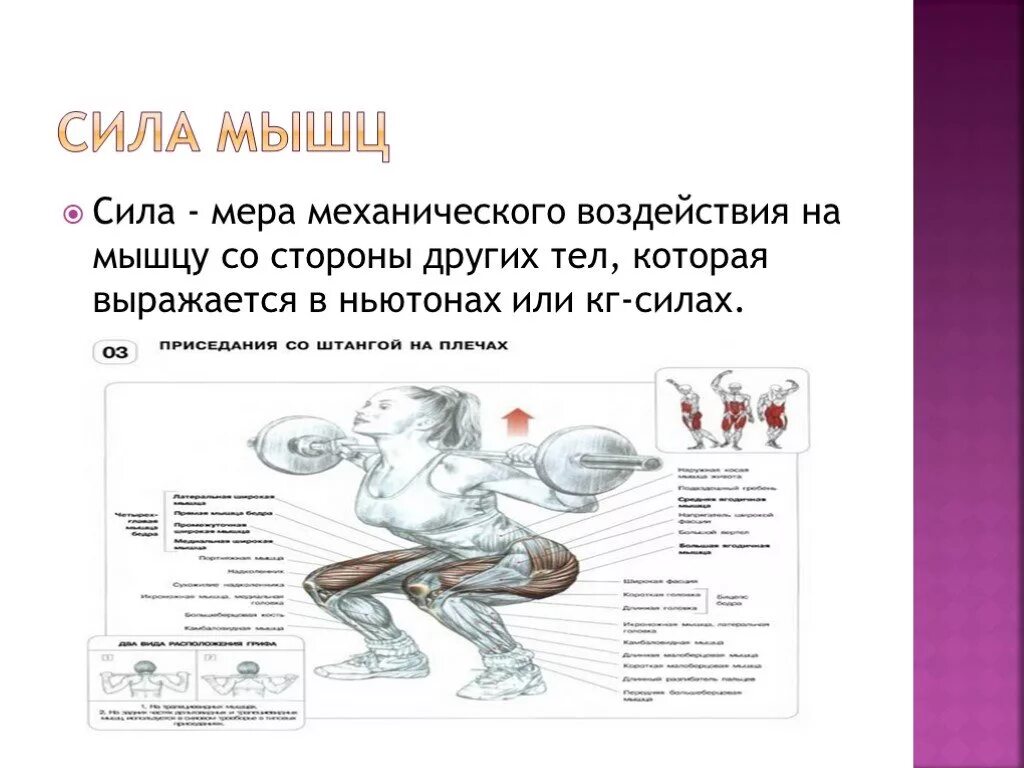 Сила мера. Сила мышц. мышечная сила презентация. мышцы: сила мышц.. сила мышц в ньютонах.