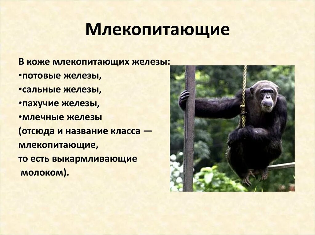 4 класса млекопитающие. Класс млекопитающие. класс млекопитающие общая характеристика. общая характеристика млекопитающих презентация. характеристика класса млекопитающие.