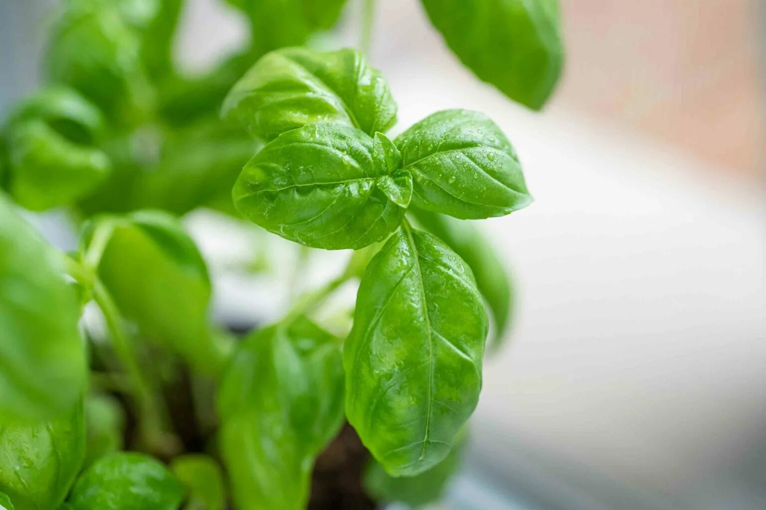 Типы базилик. Типы базилик. Базилик зеленый. Базилик зеленый гвоздичный. Типы базилик.