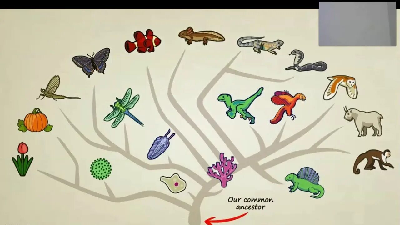 Эволюция животного мира. Древо эволюции на прозрачном фоне. Наука доказательства эволюции. Эволюционное древо растительного мира схема. Эволюция животных земноводные.