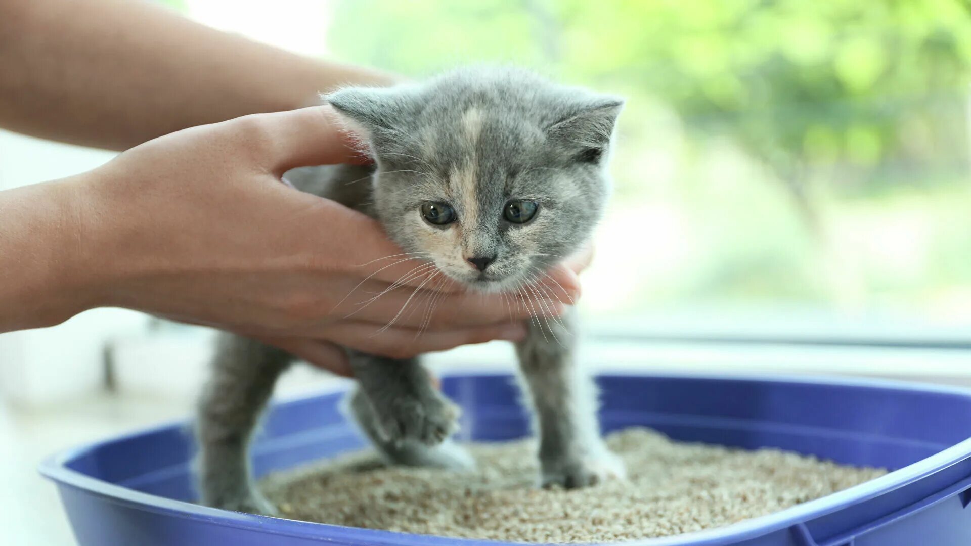 Как приучить кошку к еде. Приучить котенка к лотку. лоток для котят. приучение кота к лотку. как приучить котёнка.