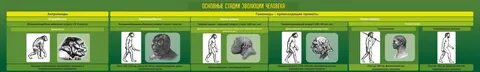 Эволюция человека вариант 1