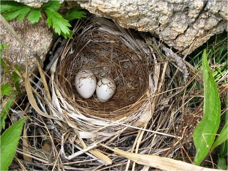 Яйца кукушки фото. Гнездо кукушки. Гнездо с яйцом кукушки. Кукушкино яйцо. Гнездо овсянки с яйцом кукушки.