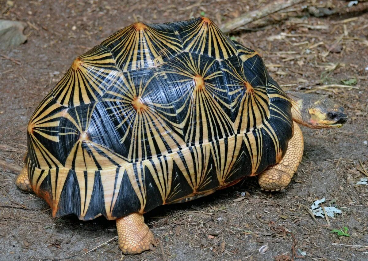 Мамин панцирь. Шабути черепаха. Graptemys ouachitensis. Мамин панцирь. Мамин панцирь.