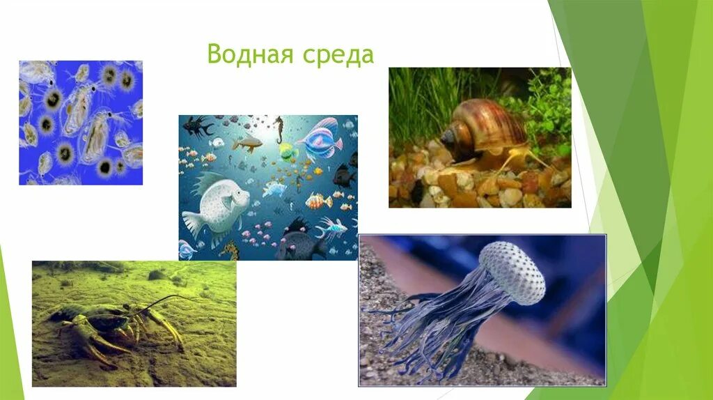 Определите среду обитания водных