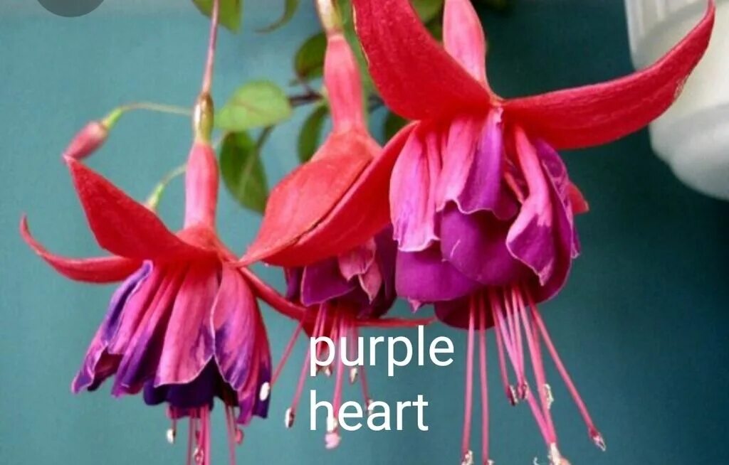 Фуксия Fuchsia Sundancer. Фуксия пурпле Хеарт. Фуксия Purple Heart. Фуксия Магда Аарон