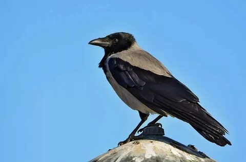 Қара адам үлкен сиқырлы фотосуретпен отырады