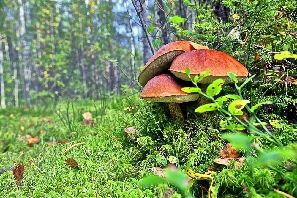 Петяярви грибы. Грибной лес. Грибы в осеннем лесу. Грибная Поляна в лесу. Грибы природа лес