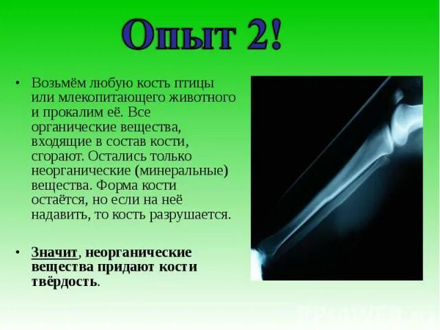 Опыты по химическому составу костей. Органические и Минеральные вещества кости. Состав костей опыт. Кость поместили в 3 соляную кислоту