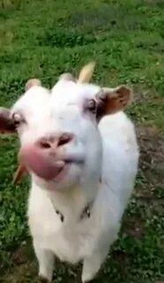 Goat Has A Very Impressive Tongue (VIDEO) .