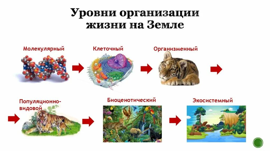 Последовательность уровня организации живого. Уровни структурной организации живой природы. Уровни организации живой материи таблица 10 класс. Уровни организации живой природы схема. Уровни организации живой материи схема.