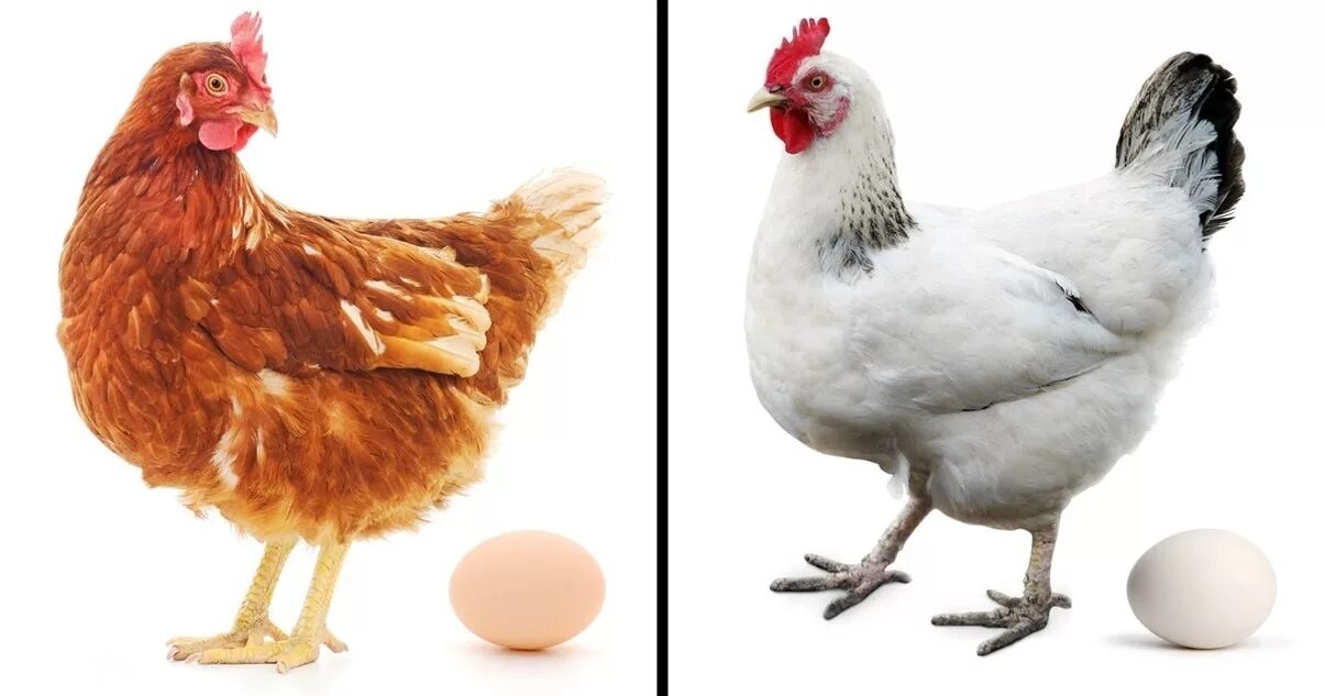 Белые куры несут белые яйца. Куры. Курица на белом фоне. Курица с яйцами. Курочка на белом фоне.