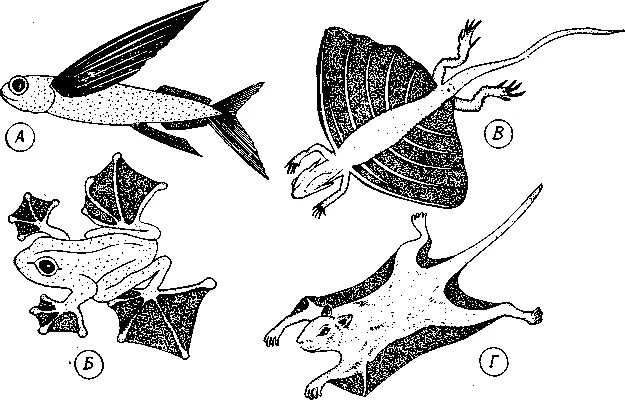 Крокодил лягушка бегемот. Конвергенция у млекопитающих. Расположение глаз у лягушки крокодила и бегемота. Конвергентное сходство крокодила лягушки и бегемота. Конвергенция лягушка бегемот крокодил.