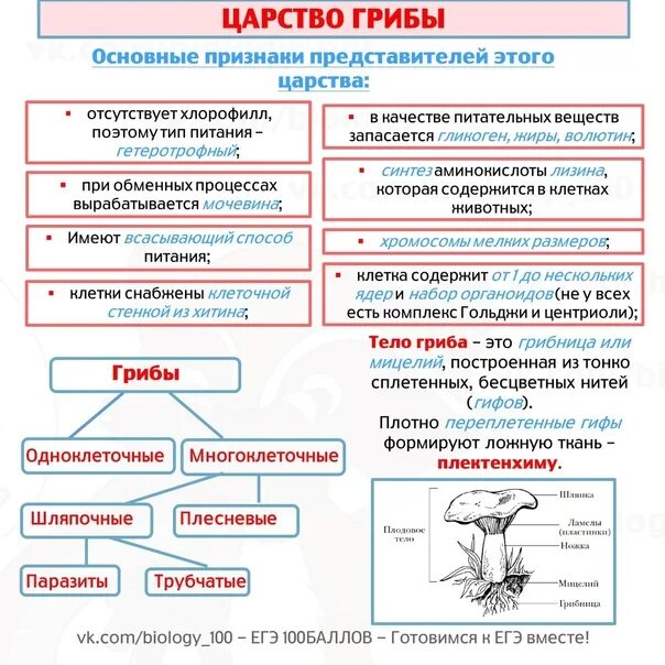 И человек и животное огэ