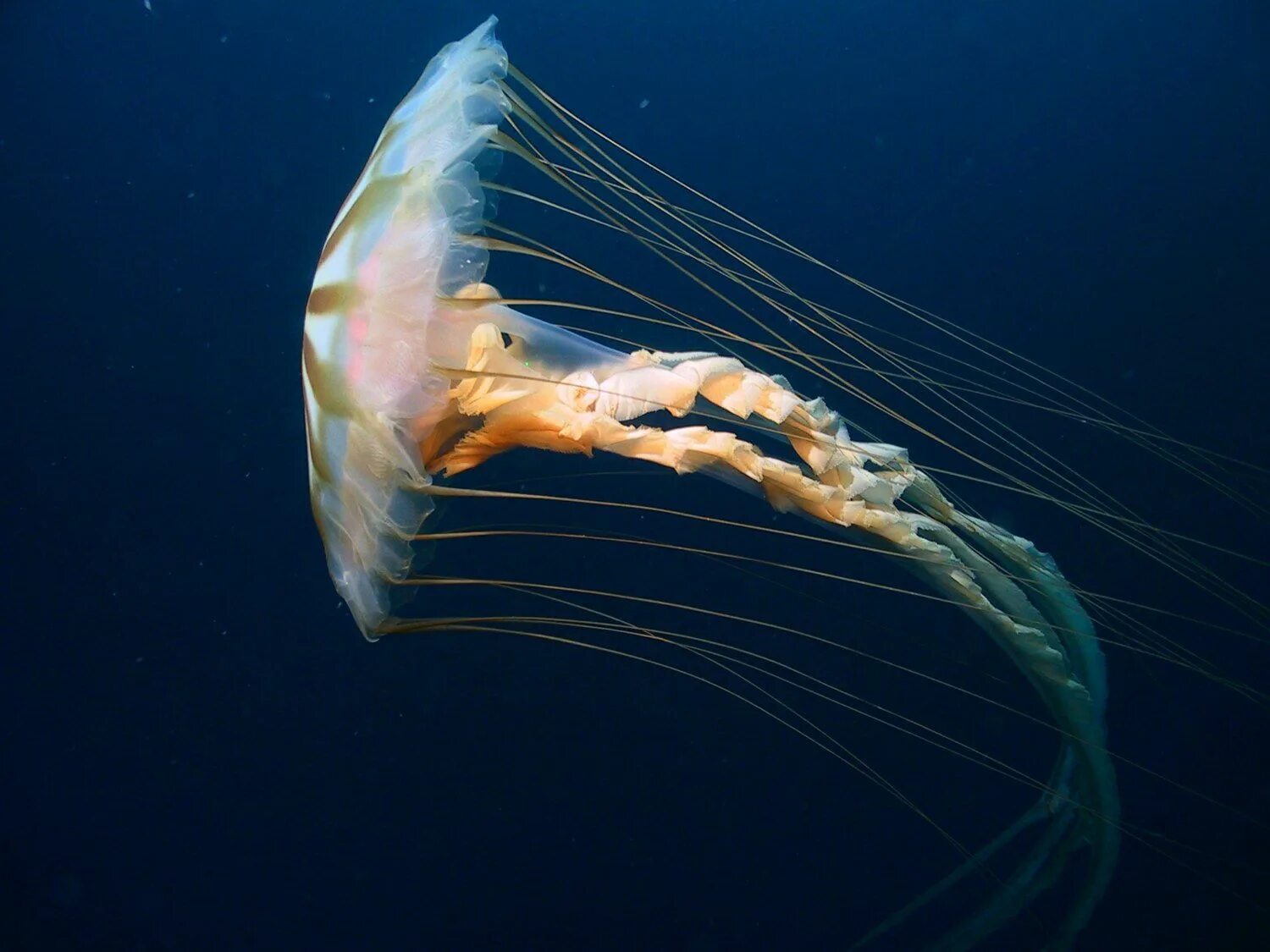 Медуза chrysaora fuscescens. Морская крапива (chrysaora). Морская крапива сколько щупалец. Медуза chrysaora fuscescens. Морская крапива сколько щупалец.