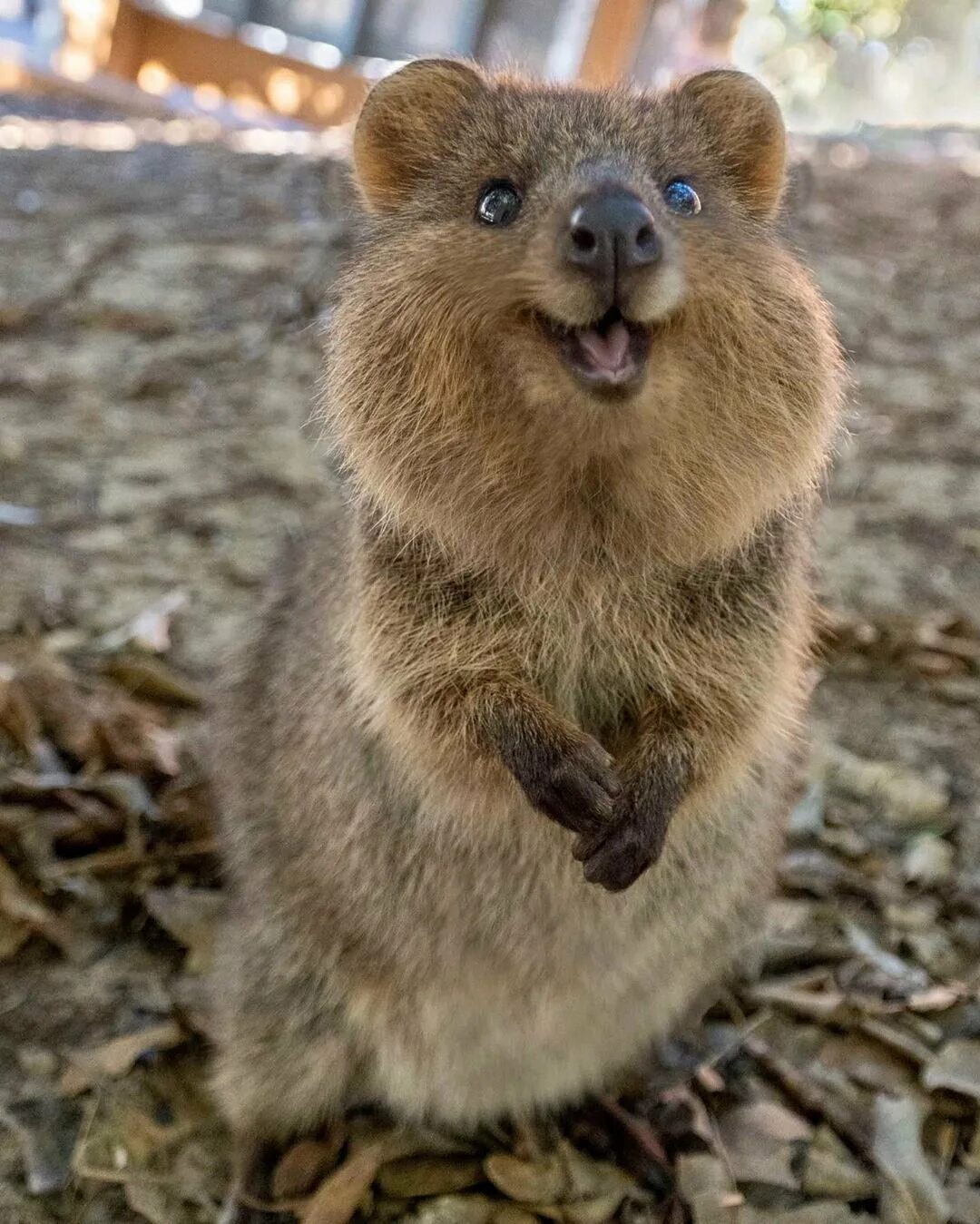 Покажи улыбающихся зверей. Квокка сумчатый зверь. Австралийский зверек Квокка. Квокка (короткохвостый кенгуру). Кенгуру Квокка.