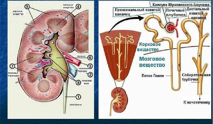 Анатомическое и физиологическое