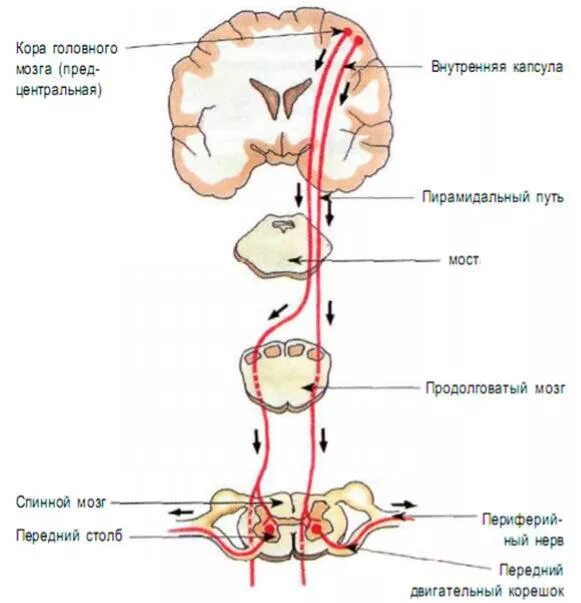 Двигательный центр спинного мозга. Схема восходящих и нисходящих путей спинного мозга. Нисходящие (двигательные) проводящие пути. Проводящие пути спинного мозга схема восходящий и нисходящий схема. Двигательные проводящие пути анатомия.