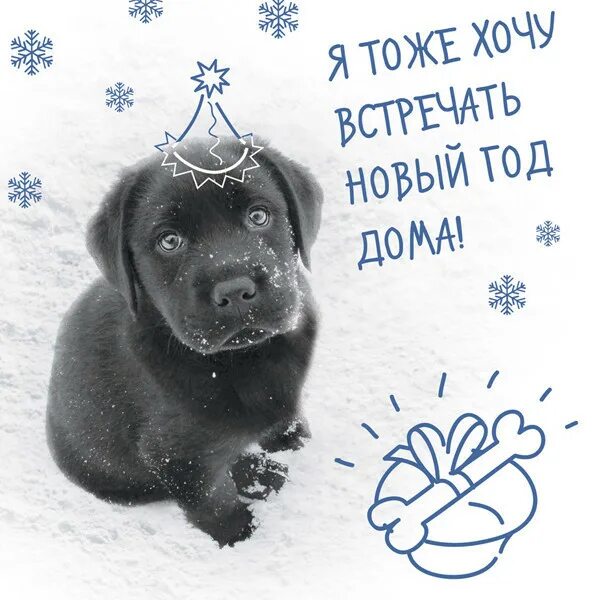Помощь бездомным животным хочу домой