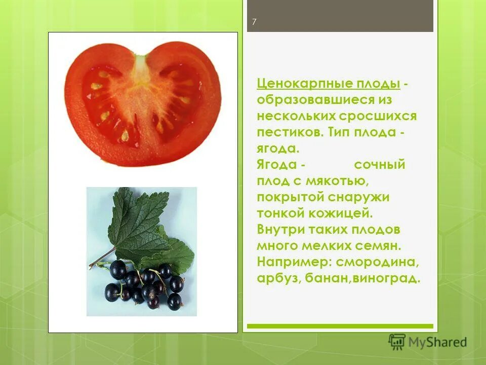Классификация плодов ценокарпные. Плоды ценокарпии. Плод ягода. Сочные плоды ягода.