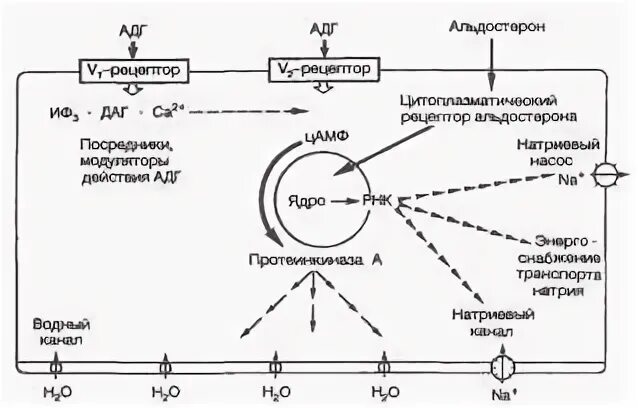 Схема действия антидиуретического гормона. Вазопрессин гормон механизм действия. Механизм действия адг схема. Механизм влияния вазопрессина на память. V1 рецепторы вазопрессина.