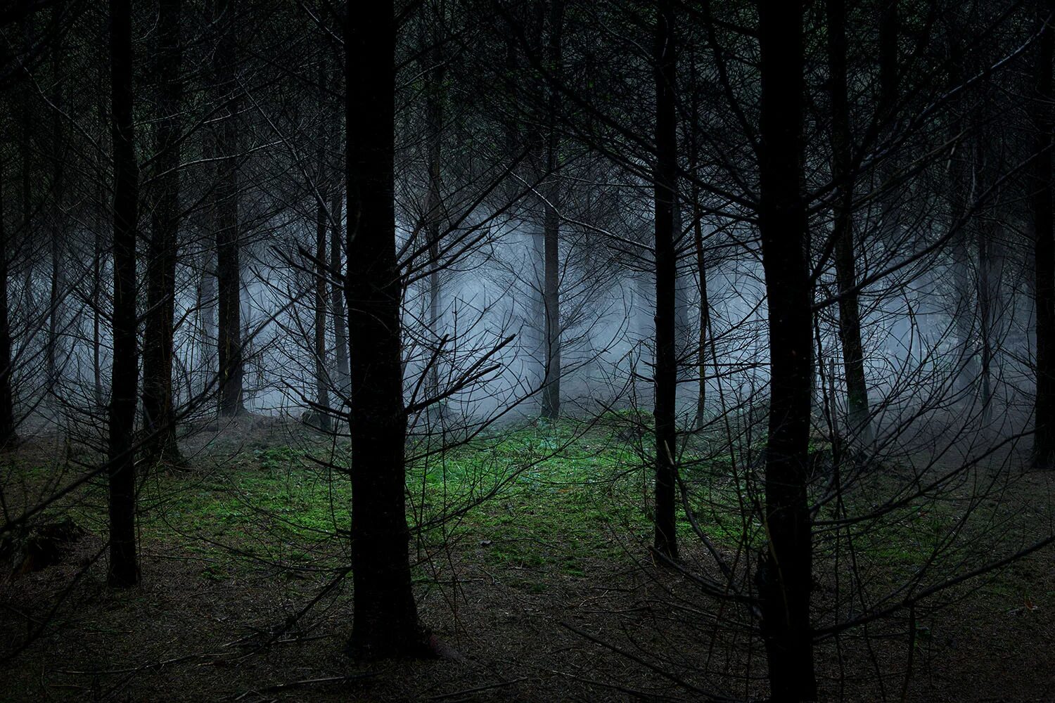Between the trees
