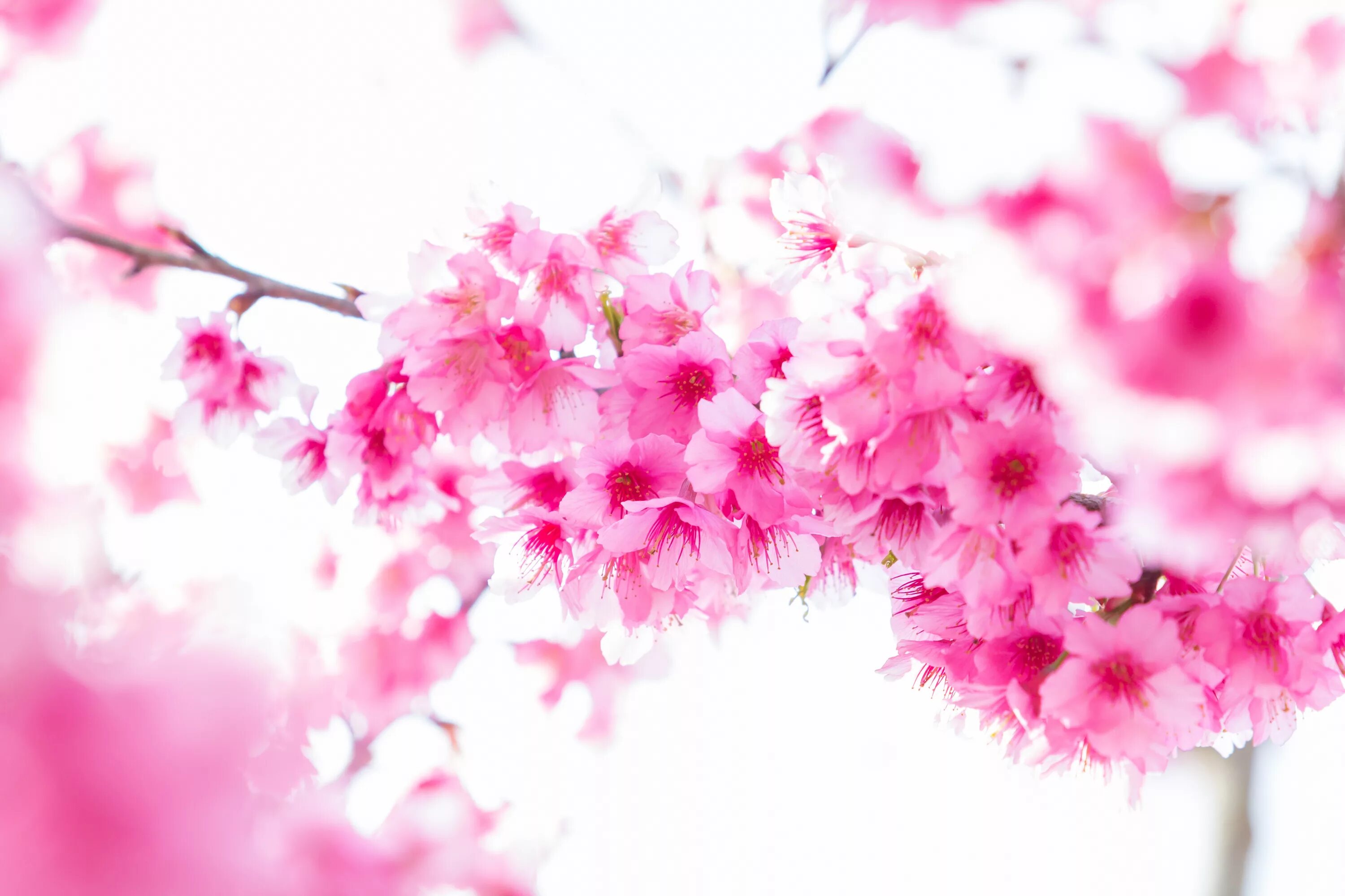 Розовые цветы сакуры. Sakura валлпаперс. цветы сакуры фон. цветущая сакура. розовые цветы.