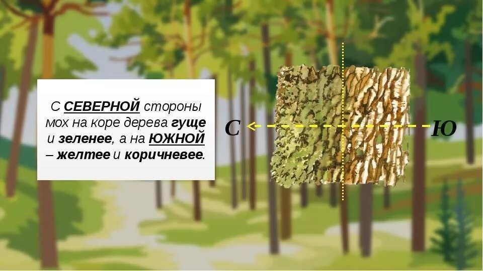 С какой стороны ветви деревьев гуще. Ориентирование по коре деревьев. кора деревьев с северной стороны. ориентироваться по коре дерева. ориентирование на местности по коре деревьев.