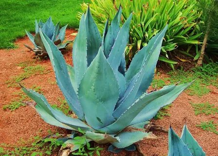 Agave