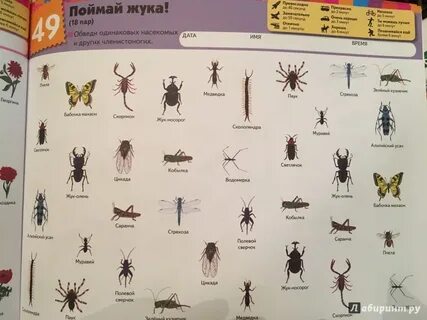 Жуки пары