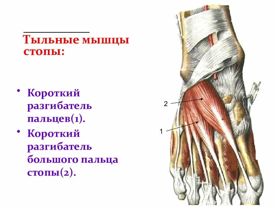 Короткий разгибатель большого пальца стопы латынь. Тыльные мышцы стопы. Разгибатель мизинца стопы анатомия. Разгибатель 1 пальца стопы анатомия. Короткий разгибатель мизинца стопы.