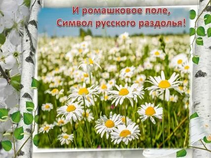 Слова песни ромашково поля