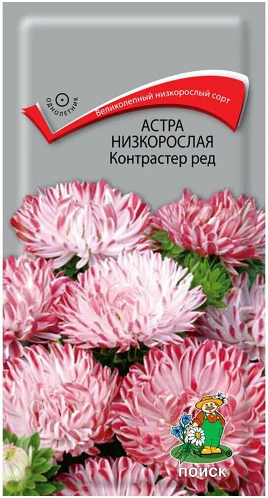 Купить астры саратов. Семена низкорослых астр. Карликовые астры однолетние.