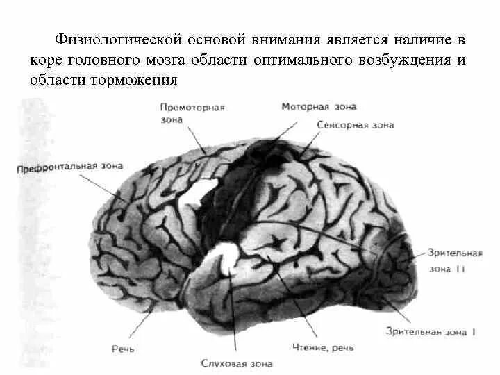 Основа внимания. Основа внимания
