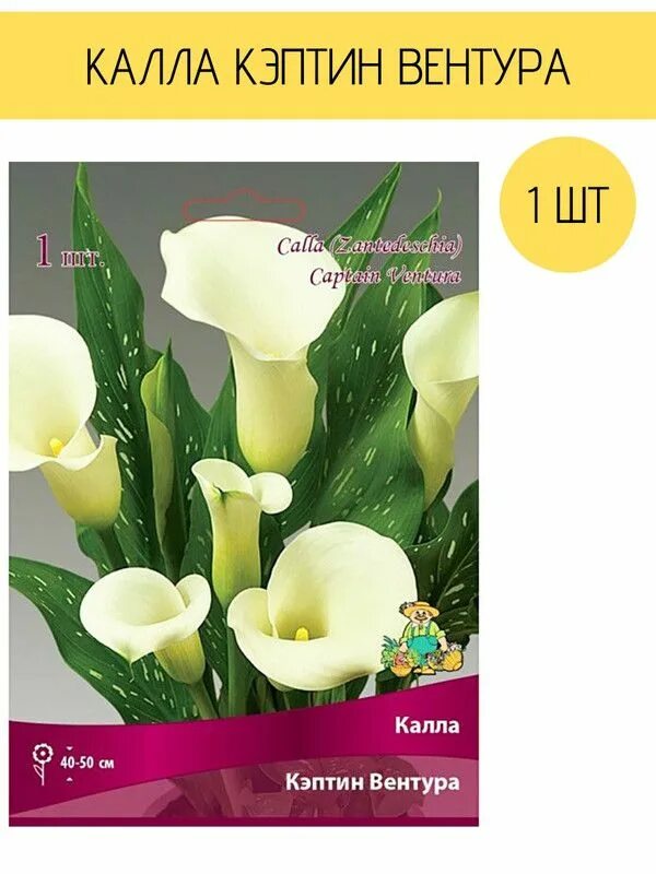 Калла вермеер описание. Калла каптейн вентура. калла кэптин сафари 1416. калла каптейн морелли.