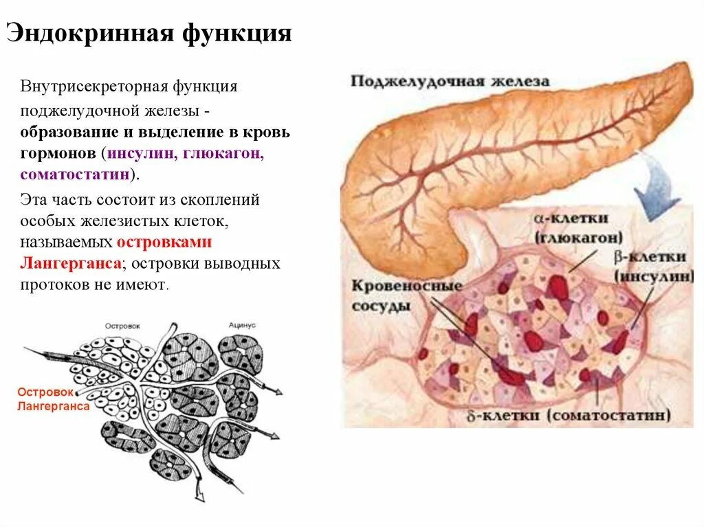 Эндокринные клетки островков лангерганса. Лангерганса поджелудочной железы. Поджелудочная железа внутренней секреции. Островки Лангерганса поджелудочной железы. Эндокринная часть поджелудочной железы функции.