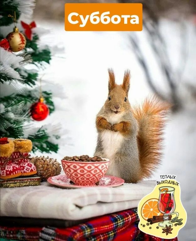 I Like Pictures Baby animals, Animals, Cute animals