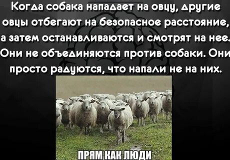 Что означает выражение барашек в бумажке
