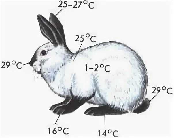 Модификационная изменчивость кролик. Гималайский кролик модификационная изменчивость. Горностаевый кролик модификационная изменчивость. Изменчивость кролик.