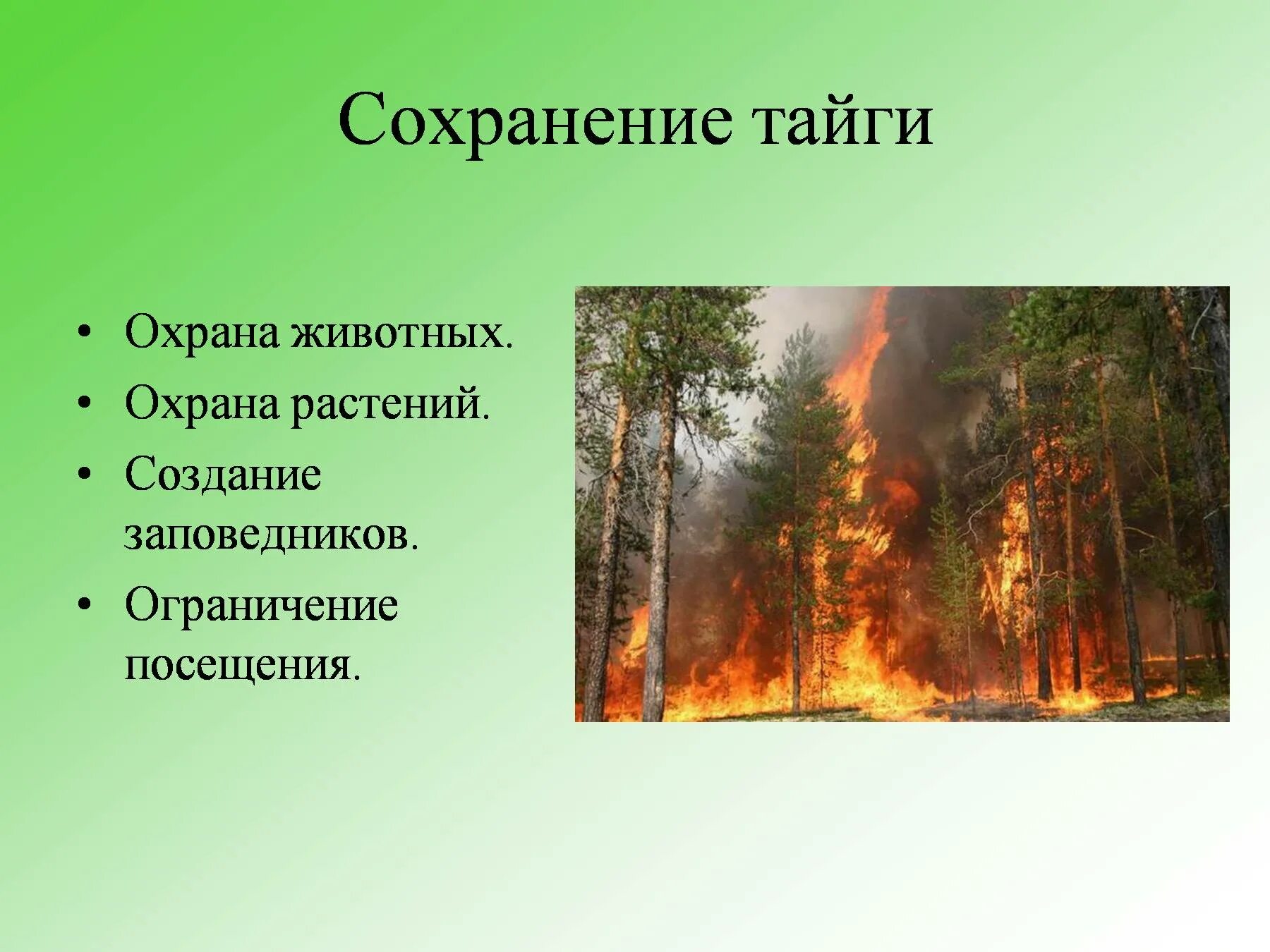 Какая хозяйственная деятельность в тайге. Охрана зоны тайги. Охрана природы тайги. Экологические проблемы и охрана природы тайги. Охрана природной зоны тайги.