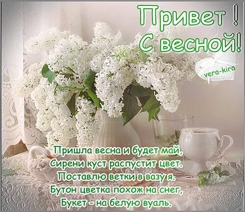 Стихотворение про белую сирень. Белая сирень стихи. Кудрявая сирень белая. Стихи про сирень. Стишки про сирень.