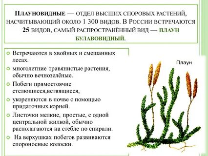 Представители плауновидных растений