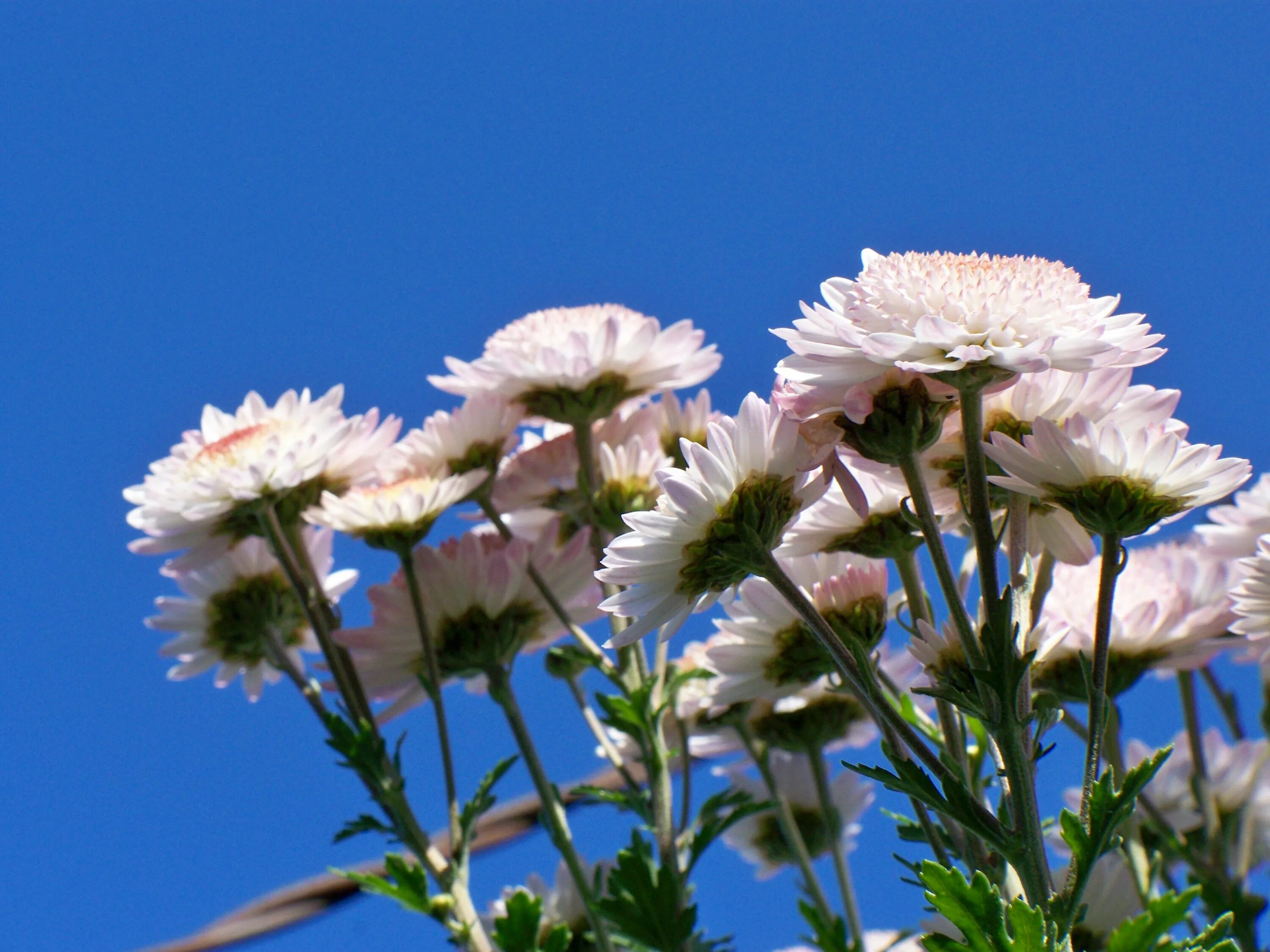 Хризантема корейская вологодские кружева. Осенние цветы хризантемы. Хризантема небес. Хризантема эвелин буш. Хризантема венковидная.