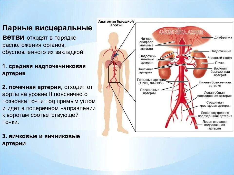 Артерии брюшного отдела аорты. Ветви брюшной аорты анатомия. артерии брюшной части аорты анатомия. ветви брюшной аорты схема анатомия. внутренностные ветви брюшной аорты.