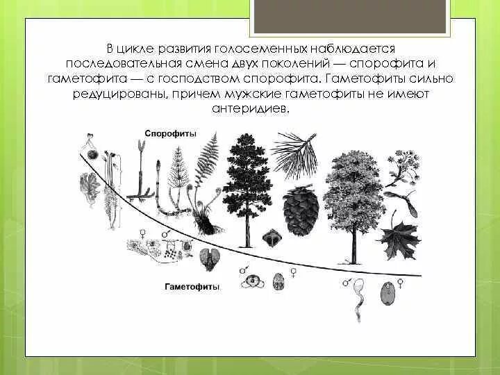 Жизненные циклы растений гаметофит и спорофит. Цикл развития голосеменных схема. Схема циклы развития голосеменных растений схема. Жизненный цикл голосеменных растений.