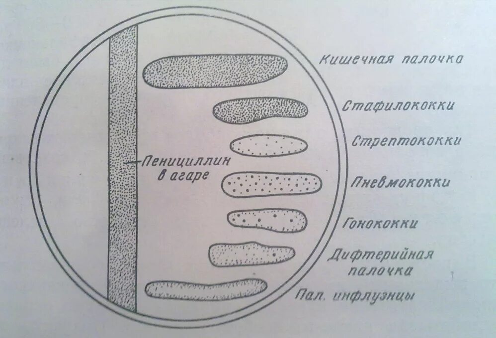 Кишечная палочка какие антибиотики. Метод дорожки по Флемингу. Метод дорожки по Флемингу микробиология. Метод Флеминга антибиотики. Метод Флеминга микробиология.