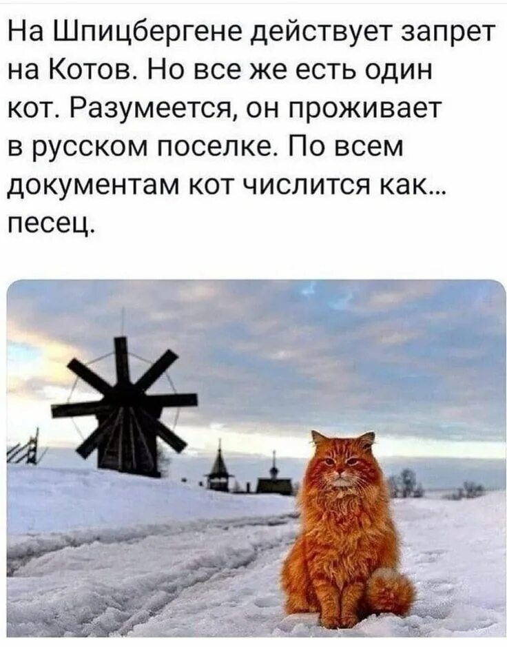 Почему на шпицбергене запрещены кошки. Кот на шпицбергене по документам песец. шпицберген коты запрещены. кот песец кеша обитатель шпицбергена.